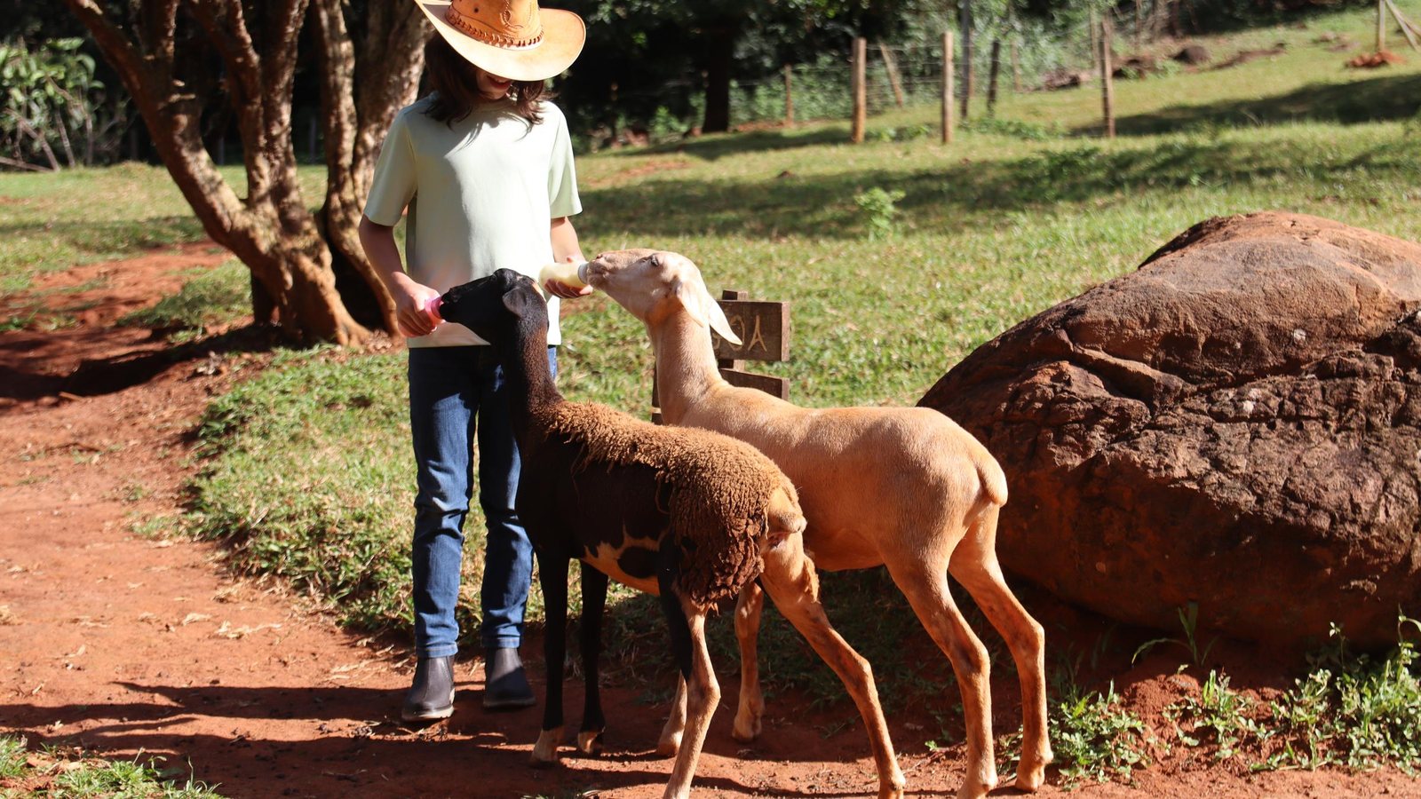 Menina de chapéu levando as ovelhas pelo caminho de terra