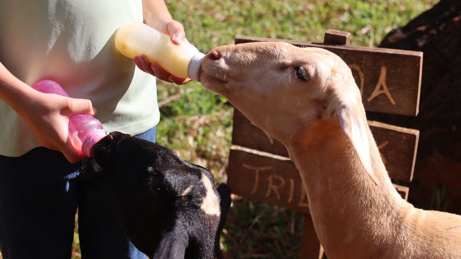 Mão dando mamadeira a um cabrito, com outro cabrito ao lado