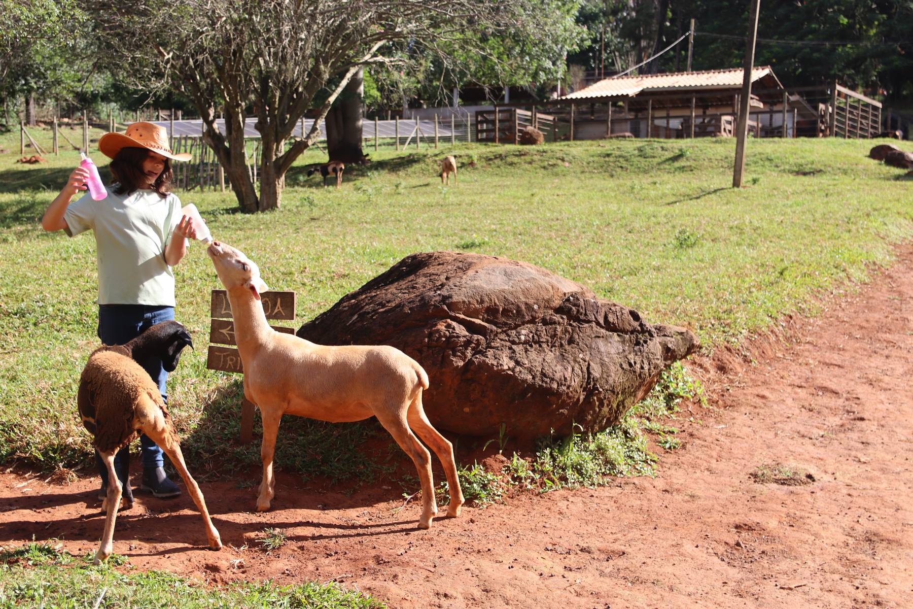 Cabras e ovelhas no caminho de volta ao curral, no fim da tarde