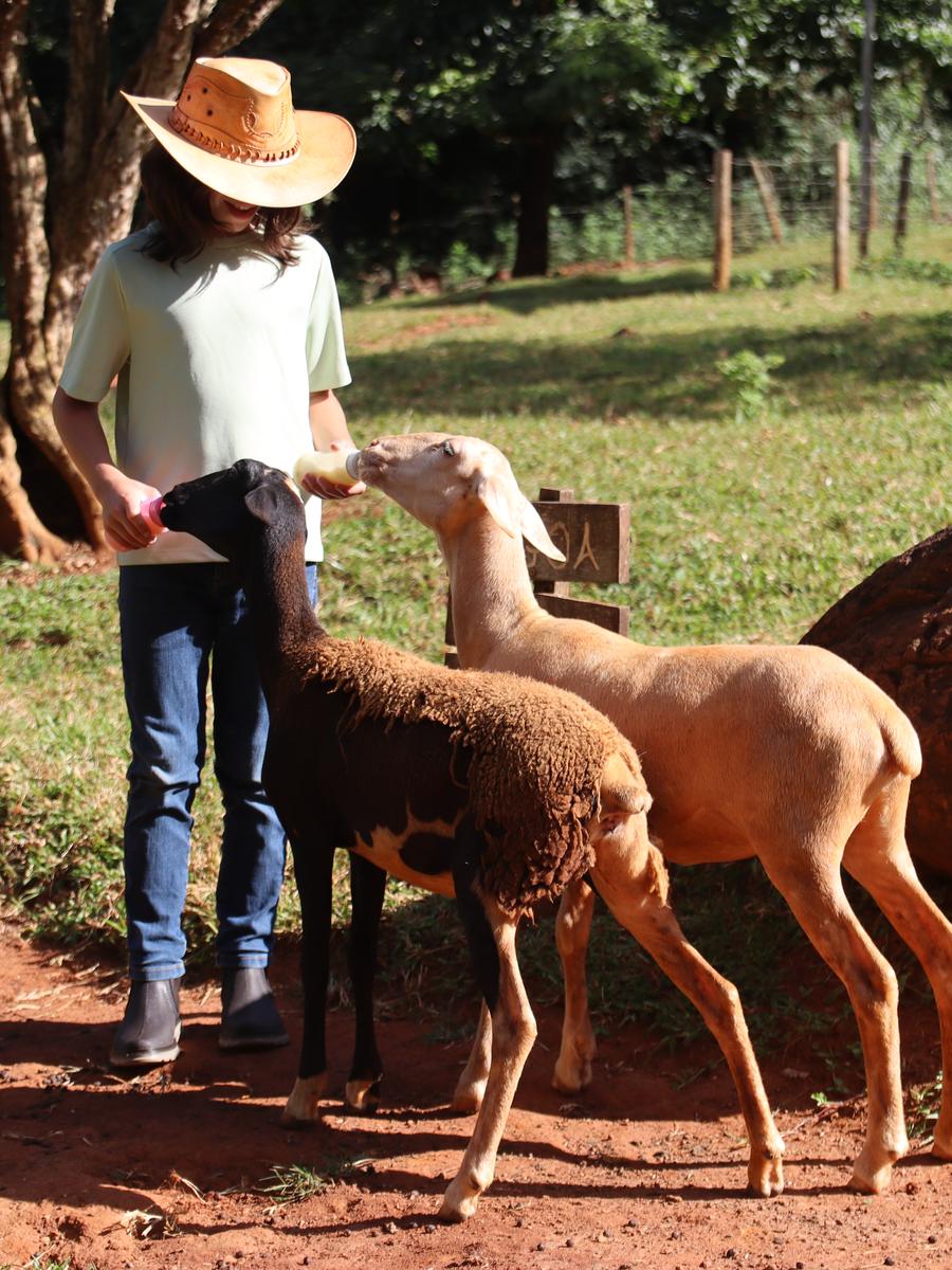 Alguém do sítio tratando as cabras junto à cerca, de manhã cedo