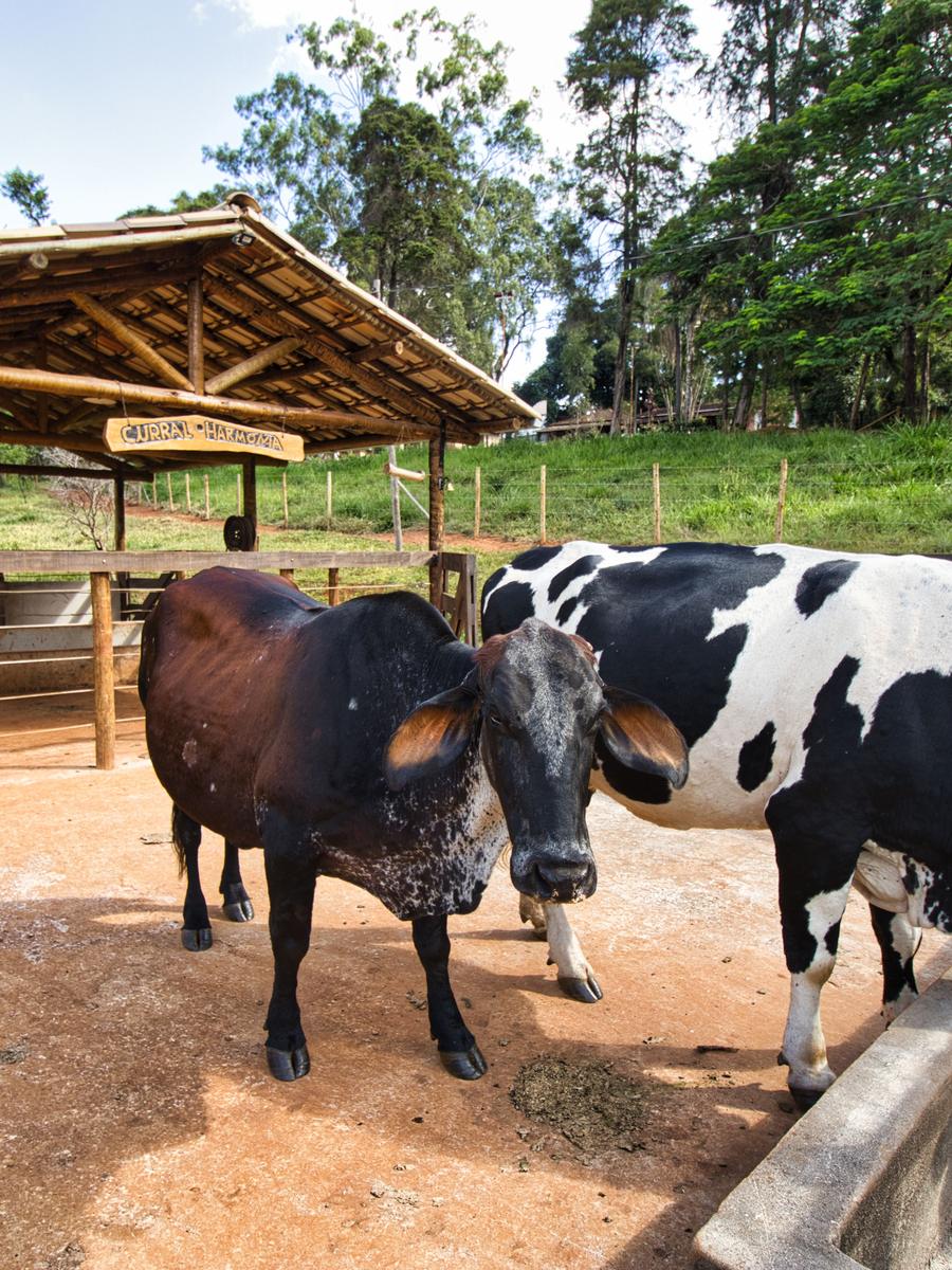 Vacas no cocho, sob o telheiro do curral