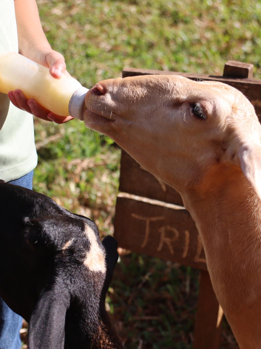 A mamadeira sendo dada ao cabrito, de manhã